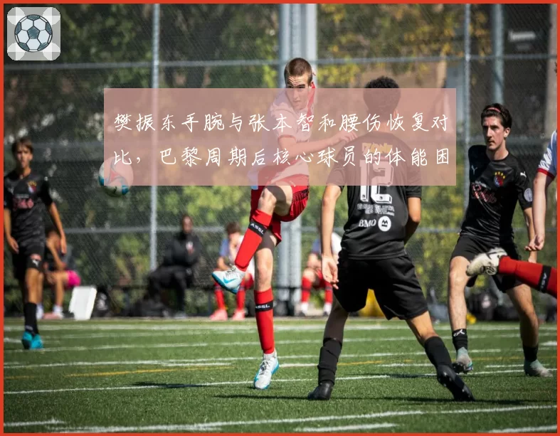 樊振东手腕与张本智和腰伤恢复对比,巴黎周期后核心球员的体能困境